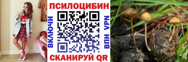 Псилоцибиновые грибы Psilocybe  Купить где  Мглин 